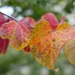 MIDNIGHT EXPRESS® REDBUD 10 MIDNIGHT EXPRESS® REDBUD -SOONER PLANT FARM Sales DETA5 5287