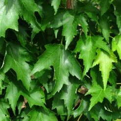 ARMSTRONG GOLD® MAPLE -SOONER PLANT FARM Sales DETA5 5466