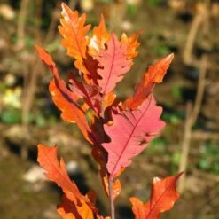 STREETSPIRE® OAK -SOONER PLANT FARM Sales DETA5 5475