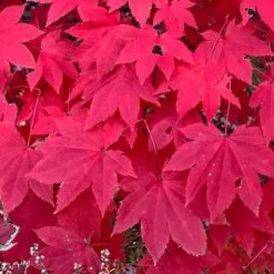 MORNING STARBURST™ VINE MAPLE