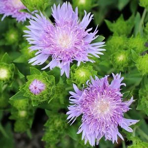 PEACHIE'S PICK STOKES ASTER 4 PEACHIE'S PICK STOKES ASTER - Image 2