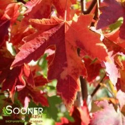 AUTUMN FANTASY® MAPLE 11 AUTUMN FANTASY® MAPLE -SOONER PLANT FARM Sales DETA5 58