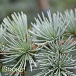 BLUE ATLAS CEDAR -SOONER PLANT FARM Sales DETA5 662