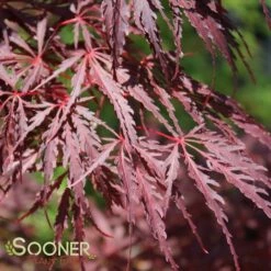 TAMUKEYAMA WEEPING JAPANESE MAPLE -SOONER PLANT FARM Sales DETA5 693
