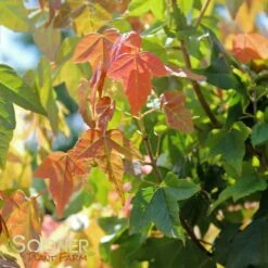TRIDENT MAPLE -SOONER PLANT FARM Sales DETA5 74