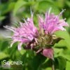 BEAUTY OF COBHAM BEEBALM -SOONER PLANT FARM Sales DETA5 843