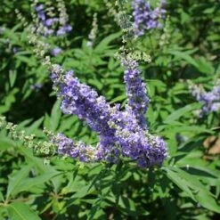 SHOAL CREEK CHASTE TREE 11 SHOAL CREEK CHASTE TREE -SOONER PLANT FARM Sales DETA5 881