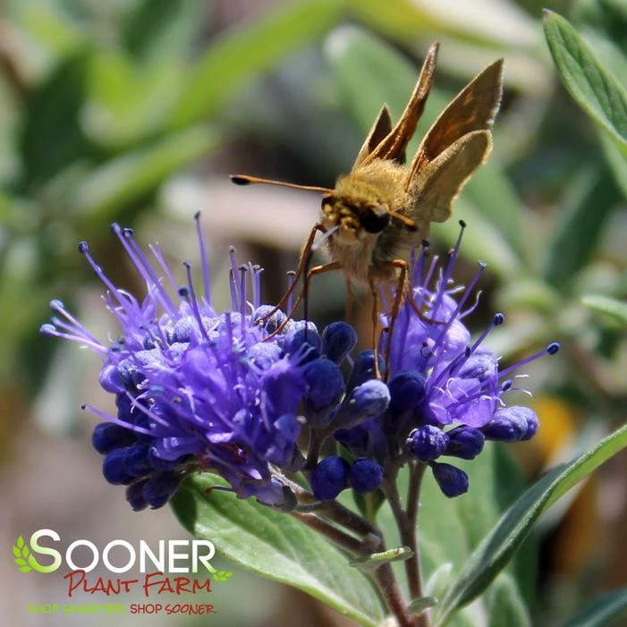 DARK KNIGHT BLUEBEARD 4 DARK KNIGHT BLUEBEARD - Image 2