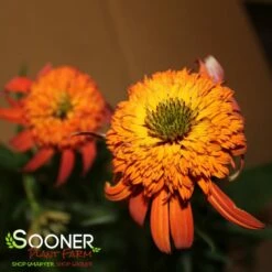 HOT PAPAYA CONEFLOWER 11 HOT PAPAYA CONEFLOWER -SOONER PLANT FARM Sales DETA6 1525