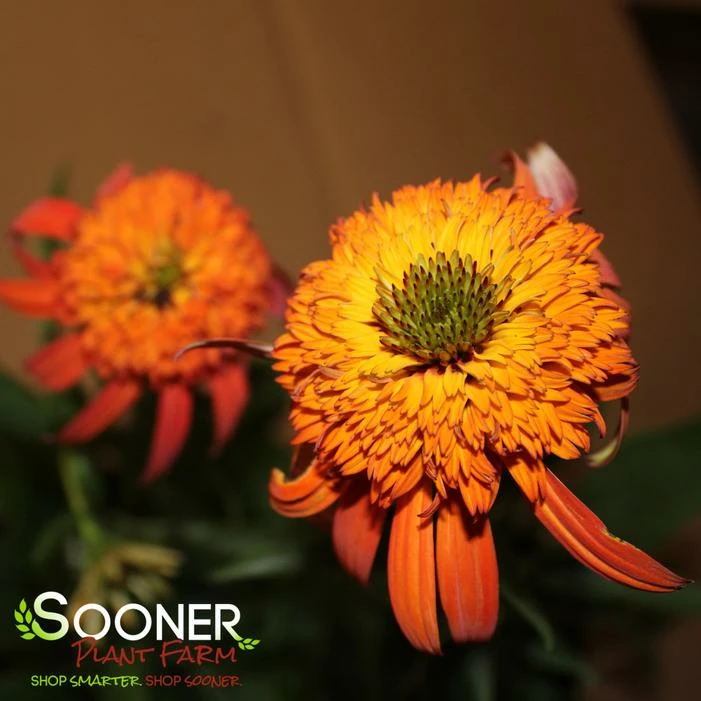 HOT PAPAYA CONEFLOWER 5 HOT PAPAYA CONEFLOWER - Image 3