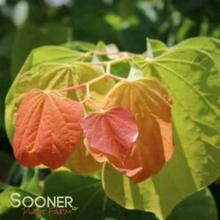 THE RISING SUN™ REDBUD 13 THE RISING SUN™ REDBUD -SOONER PLANT FARM Sales DETA6 1530