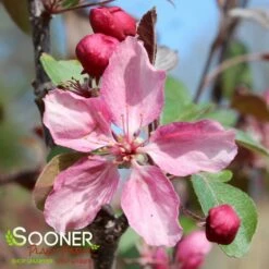 PRAIRIFIRE CRABAPPLE 8 PRAIRIFIRE CRABAPPLE -SOONER PLANT FARM Sales DETA6 23
