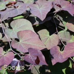 RUBY FALLS WEEPING REDBUD 12 RUBY FALLS WEEPING REDBUD -SOONER PLANT FARM Sales DETA6 2311