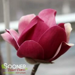BLACK TULIP® MAGNOLIA -SOONER PLANT FARM Sales DETA6 3122