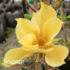 JUDY ZUK MAGNOLIA -SOONER PLANT FARM Sales DETA6 4696