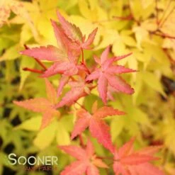CORAL BARK UPRIGHT JAPANESE MAPLE -SOONER PLANT FARM Sales DETA6 47