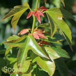 TRIDENT MAPLE -SOONER PLANT FARM Sales DETA6 74