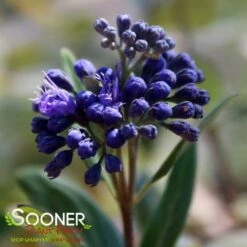 DARK KNIGHT BLUEBEARD 12 DARK KNIGHT BLUEBEARD -SOONER PLANT FARM Sales DETA6 902