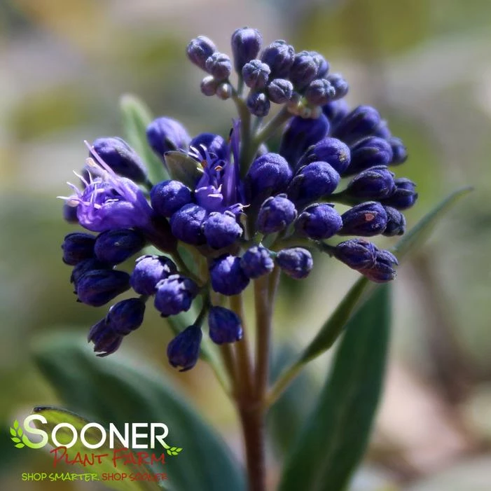 DARK KNIGHT BLUEBEARD 7 DARK KNIGHT BLUEBEARD - Image 5