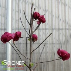 BLACK TULIP® MAGNOLIA -SOONER PLANT FARM Sales DETA7 3122