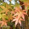 CORAL BARK UPRIGHT JAPANESE MAPLE 1 CORAL BARK UPRIGHT JAPANESE MAPLE -SOONER PLANT FARM Sales DETA7 47