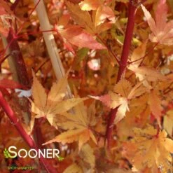 CORAL BARK UPRIGHT JAPANESE MAPLE -SOONER PLANT FARM Sales DETA8 47