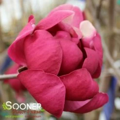 BLACK TULIP® MAGNOLIA -SOONER PLANT FARM Sales DETA9 3122